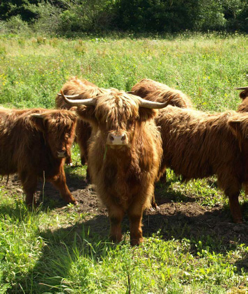 Photo of Yaks, Grazing project, St. Catherine's Park, Lucan