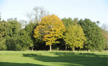Photo of Trees on Open Space